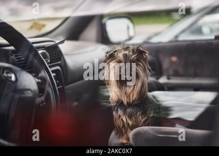 Yorkshire Terrier. Little cute cane in auto. Cane lasciato solo in auto bloccata. Vista dalla finestra. Animali abbandonati in uno spazio chiuso. Foto Stock