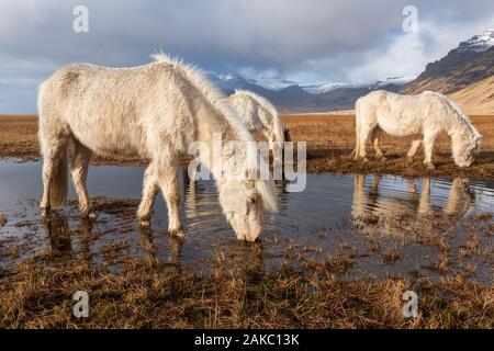 L'Islanda, Sudurland, Road 1, islandese cavalli Foto Stock