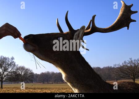 Cervi in un parco alimentato con carote Foto Stock