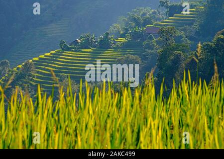 Il Vietnam, Ha Giang, Hoang Su Phi, terrazza campi di riso Foto Stock