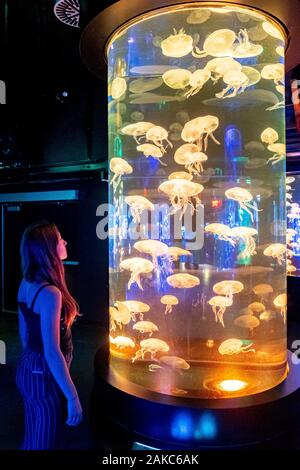 Canada, Provincia di Quebec Quebec, l'Acquario del Québec, il nuovo Padiglione di Medusa Foto Stock