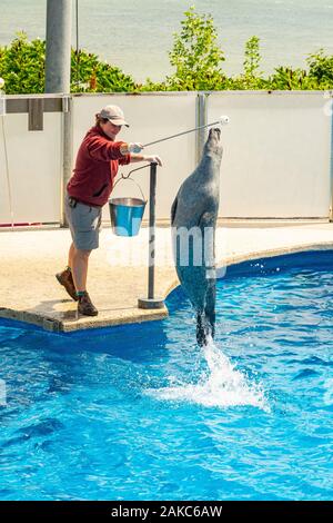 Canada, Provincia di Quebec Quebec, Acquario di Quebec, Sea Lion visualizza Foto Stock
