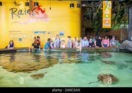 Canada, Provincia di Quebec Quebec, l'Acquario del Québec, la piscina di raggi Foto Stock