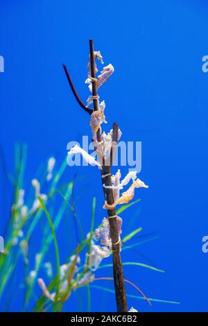 Canada, Provincia di Quebec Quebec, Acquario di Quebec, il Cavalluccio Foto Stock