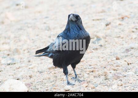 Endemica comune selvatico corvo imperiale (Corvus corax tingitanus) da Fuerteventura, Isole Canarie, Spagna. Foto Stock