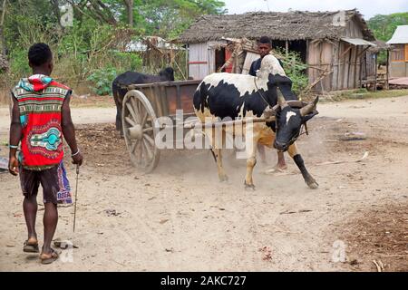 Madagascar, Diana regione, villaggio di Marosely, giovani agricoltori carrello di carico trainato da recalcitranti zebù Foto Stock