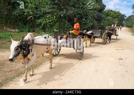 Madagascar, Diana regione, sulla strada per Marosely, carrelli sparare da zebu portare cibo al villaggio Foto Stock