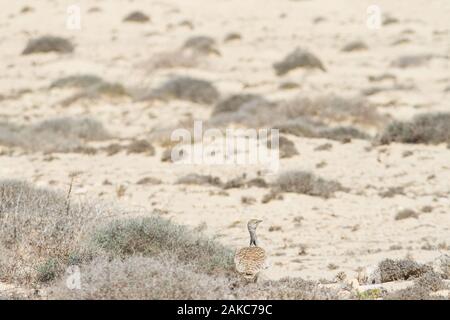 Houbara bustard (Chlamydotis undulata fuerteventurae), sottospecie dalle isole Canarie di Fuerteventura e Lanzarote, nella sua semi-arido deserto habitat. Foto Stock