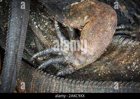 Ecuador, Arcipelago delle Galapagos, classificato come patrimonio mondiale dall UNESCO, San Cristobal Island, Punta Carola Beach, Marine Iguana (Amblyrhynchus cristatus) Foto Stock