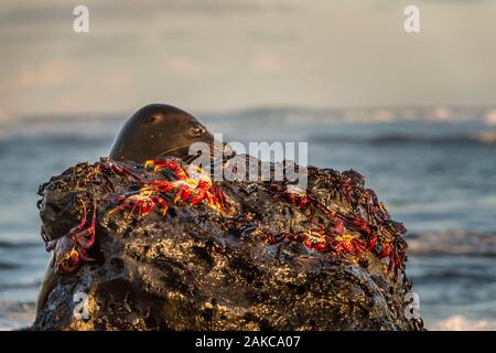 Ecuador, Arcipelago delle Galapagos, classificato come patrimonio mondiale dall' UNESCO, San Cristobal Island, Galapagos Sea Lion (Zalophus wollebaeki) caccia granchi rossi del Galapagos (grapsus Grapsus) su El Junco laguna, una delle poche fonti delle Galapagos, esso impedisce l'evaporazione grazie alla sua altitudine - circa 700 metri sopra il livello del mare nelle highlands umida di San Cristobal Foto Stock