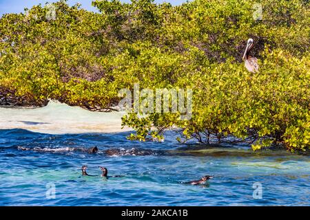 Ecuador, Galápagos arcipelago, elencato come patrimonio mondiale dall' UNESCO, Isabela Island (Albemarie), Los Tintoreras, Galápagos pinguini (Spheniscus mendiculus) e le Galapagos Brown pellicani (Pelecanus occidentalis urinator) Foto Stock