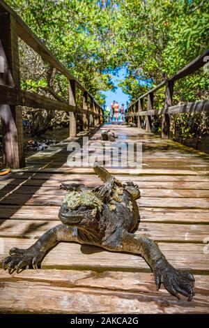 Ecuador, Arcipelago delle Galapagos, classificato come patrimonio mondiale dall' UNESCO, Isabela Island (Albemarie), Puerto Villamil, Galapagos iguane marine (Amblyrhynchus cristatus) prendere il sole su una passerella che conduce alla spiaggia di mangrovie Foto Stock