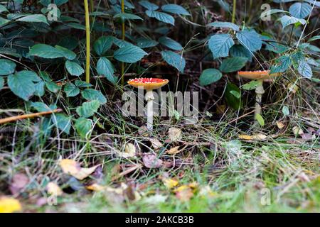 Amanita muscaria, comunemente noto come il fly agaric o fly amanita, è fungo velenoso, trovata nel Suffolk woodland Foto Stock