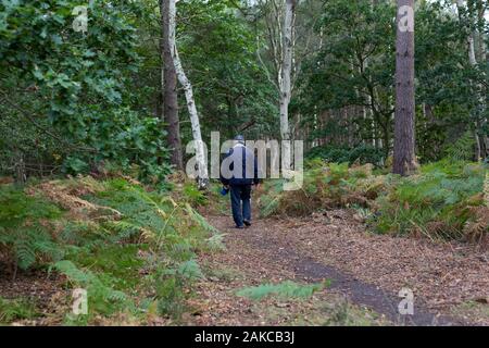 Una partecentrale uomo più anziano prendendo il suo cane per una passeggiata a piedi attraverso un sentiero forestale Foto Stock