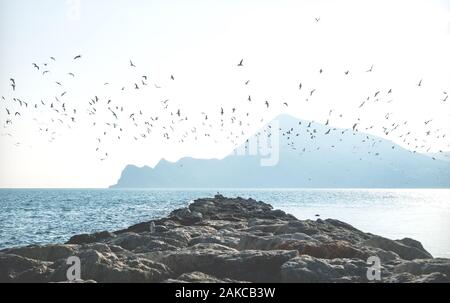 I gabbiani volare intorno a un ponte di roccia di raggiungere nell'oceano con montagna in background, Altea, Costa Blanca, Spagna Foto Stock