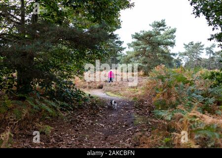 Una partecentrale invecchiato donna prendendo il suo cane per una passeggiata a piedi attraverso un sentiero forestale Foto Stock