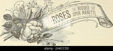 Alberi da frutto, sempreverdi, rose, etcfor Florida e cinghia della costa del sud degli Stati Uniti . pentole o le frontiere. Mignonette-delicata rosa, cambiando toblush, fiori molto piccoli. Paquerette-bianco puro, fiori molto piccoli. Perle dOr-non è giallo, come il suo nome in-dicates, ma di una luce buff ombra,buona forma. SECTIOE XI- MOSS rose: primavera BLOOMERS, a meno che non sia specificato diversamente. Abel Carrie re-carne pallido, changingwhite. Adolphe Brogniard-rosa. Berangere-Rose carmine. Blanche Moreau-bianco. €omtesse de Murinais-carne, changingwhite. Eugenio de Savoie-rosa. *Deuil de Paul Fontaine-Deep Purple;perpetua. Eugene Yerdier-Crimson; perpet Foto Stock