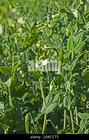 Pisello (Pisum sativum). In coltivazione di seminativi coltivazione Ingham Norfolk. Luglio. Coltivate per la produzione di conserve e di congelamento sia umana che animale assorbita. Foto Stock
