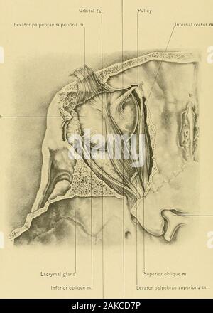 Anatomia chirurgica : un trattato di anatomia umana nella sua applicazione alla pratica della medicina e chirurgia . ^ allargando. Esso si espande in un ampio aponeurosis,passa tra le due porzioni della ghiandola lacrymal, e si divide in threelamellse. La lamella più in alto si fonde con il superiore orbito-legamento tarsale;lamelle mediane, la maggior parte facilmente dimostrabile, viene inserita nel anteriorsurface del bordo superiore della cartilagine tarsale ; la lamella inferiore è attachedto fornice congiuntivale. I margini del tendine sono attaccati al marginof l orbita e quindi qualsiasi azione eccessiva di Foto Stock