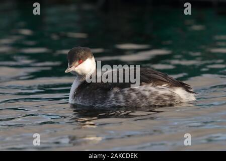 Svasso della Slavonia al serbatoio Farmoor Foto Stock