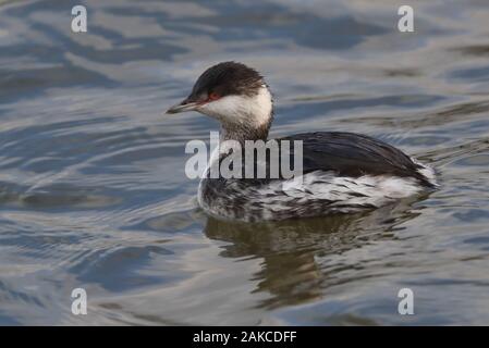 Svasso della Slavonia a Attenborough Riserva Naturale. Foto Stock