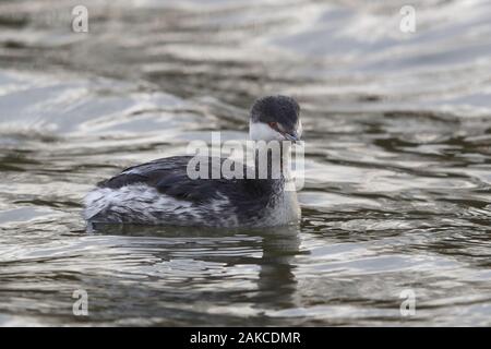 Svasso della Slavonia a Attenborough Riserva Naturale. Foto Stock