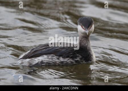 Svasso della Slavonia a Attenborough Riserva Naturale. Foto Stock