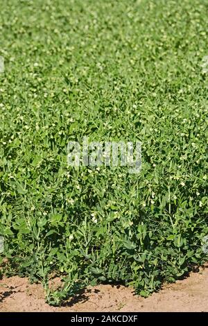 Pisello (Pisum sativum). In coltivazione di seminativi coltivazione. Ingham Norfolk. Luglio. Foto Stock
