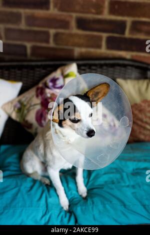 Un piccolo Jack Russell cross Papillon cucciolo indossando un cono protettivo dopo avere un funzionamento a veterinari Foto Stock