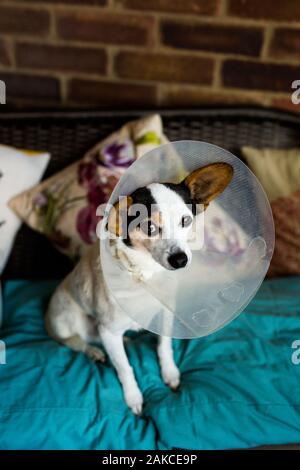 Un piccolo Jack Russell cross Papillon cucciolo indossando un cono protettivo dopo avere un funzionamento a veterinari Foto Stock