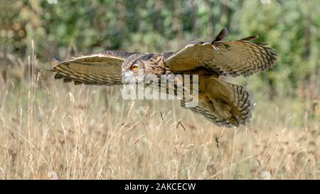 Gufo reale (Bubo bubo) volando a bassa quota sopra l'erba. Noord Brabant nei Paesi Bassi. Foto Stock