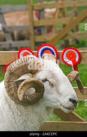 WILTSHIRE CORNUTO PECORE (Ovis aries). Ram. Vincitore del premio campione maschio. Nord Lonsdale spettacolo agricolo, Ulverston, Sud Laghi Cumbria. Foto Stock