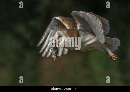 Il barbagianni (Tyto alba) in volo con il mouse preda seduto su un ramo. Bokeh sfondo. Noord Brabant nei Paesi Bassi. Spazio di scrittura. Foto Stock