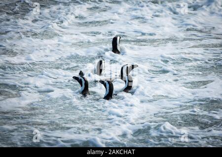 Un gruppo di pinguini africani (Spheniscus demersus) nuotare nell'oceano, Betty's Bay, Sud Africa Foto Stock