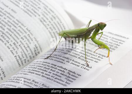 Mantis pazientemente in posa e in agguato. Close up di insetto sulla bibbia. Foto Stock