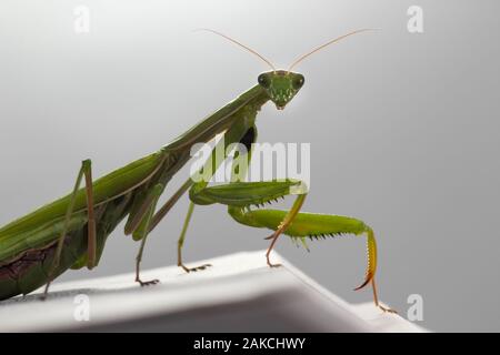 Mantis pazientemente in posa e in agguato. Close up di insetto sulla bibbia. Foto Stock