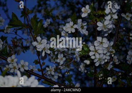 Rami dei fiori di ciliegio con fiori bianchi contro la sera cielo blu. Foto Stock
