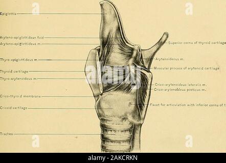 Anatomia chirurgica : un trattato di anatomia umana nella sua applicazione alla pratica della medicina e chirurgia . Processo muscolare di ary Cricoid Aryteno cartilagine-epigiOtticJean foldAryteno-eplglottideus m. Arytenoideus m.?cartilagine Tiroide Crico-arytenoideus posticus laringea nt n. Muscoli DELLA LARINGE-vista posteriore.258 CCXIl piastra. Sfaccettatura di articolazione con la meno cornu della tiroide cartil muscoli della laringe-VISTA LATERALE.259 La laringe. 261 azione.-Il muscolo arytenoideus richiama le cartilagini arytenoid api togetherand^roximates le corde vocali. Il Crico-arytenoideus Lateralis Muscle deriva dal Foto Stock