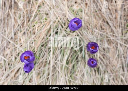 Fioriture di crochi in erba. Violetta primi fiori di primavera. Sfondo naturale con posto per l'inserimento di testo Foto Stock