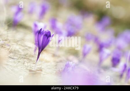 La molla crocus fiori in un prato di montagna. Fiore di zafferano bud closeup Foto Stock