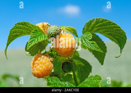 Giallo lamponi, Rubus idaeus, sulla boccola Foto Stock