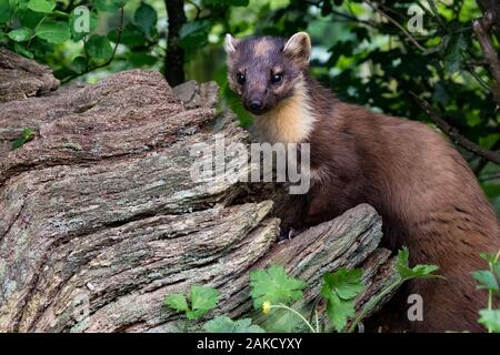 Pine Marten, Westcountry Wildlife Center, Devon Foto Stock