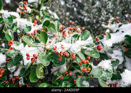 Bacche rosse sui cespugli verdi in inverno e coperto di neve. Concetto di inverno.primo piano immagine di bacche rosse sul ramo coperto di neve. Foto Stock