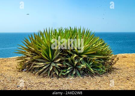 Un grande agave o altre piante succulente sulla cima di una scogliera. In fondo è il blu Oceano Atlantico. È sull'isola di Gorea nel Senegal, Africa. Foto Stock