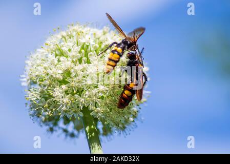 Scola lat. Megascolia maculata lat. Scolia maculata è una specie di grande vespe dalla famiglia di scaglioso .Megascolia maculata. Il mammoth wasp. Scola Foto Stock