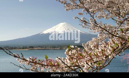 Close up di un ramo di ciliegio in fiore con il Monte Fuji in distanza a kawaguchiko Foto Stock