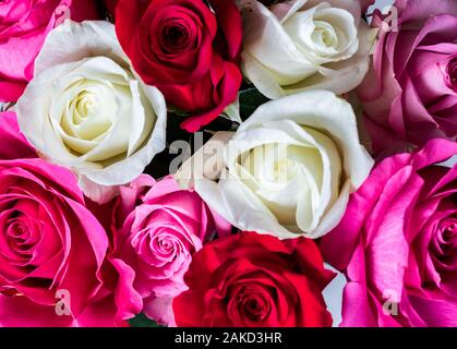 Chiudere fino ad un mazzo di rose. Foto Stock