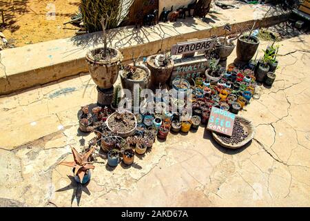 Isola di Goree, Senegal- 22 aprile 2019: semi, piantine e piccoli alberi di baobab in vasetti e bottiglie di plastica. Essi sono i semi di una grande e santa tree Foto Stock