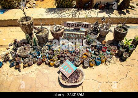 Isola di Goree, Senegal- 22 aprile 2019: semi, piantine e piccoli alberi di baobab in vasetti e bottiglie di plastica. Essi sono i semi di una grande e santa tree Foto Stock