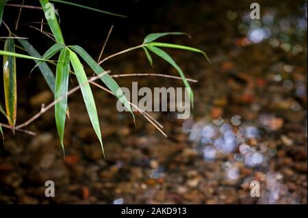 Un cristallo pulire acqua di fiume passando una foresta illuminata da luce estiva Foto Stock